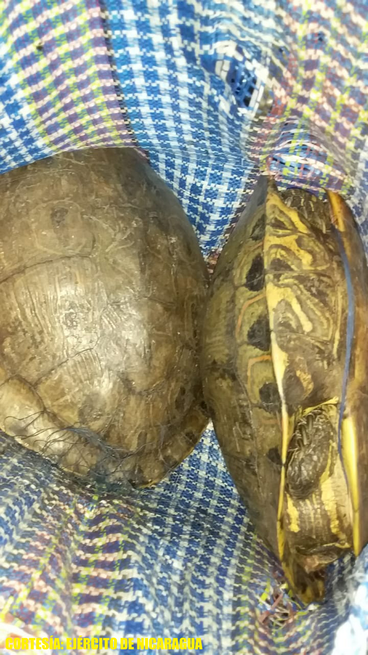 TORTUGA1